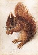 HOFFMANN, Hans Squirrel wf oil